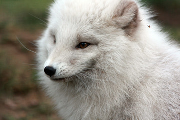 Polarfuchs