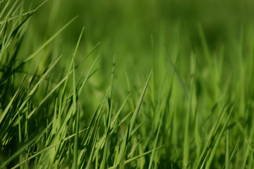 grass hintergrund