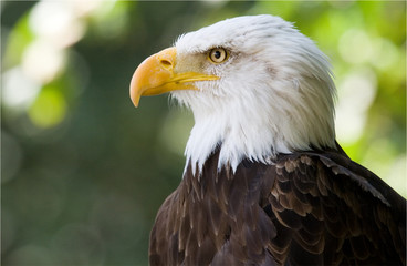 Obraz premium A beautiful american eagle