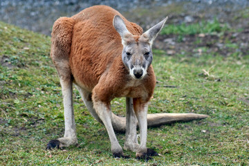 Rotes Riesenk&auml;nguru