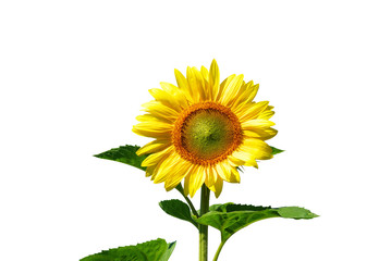 sunflower on white