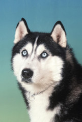 Obraz premium husky zdumiony