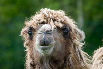 close-up of a camel (Camelus bactrianus domesticus )