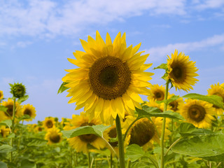 Field with sunflowers on a background of the blue sky