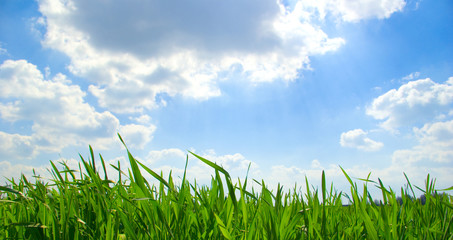 grass against the blue sky
