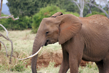 Fototapeta na wymiar un elefante