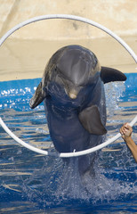 Dolphin