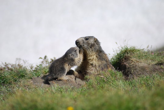 Femelle marmotte et son petit