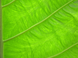 feuille de colocasia