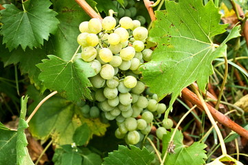 White grapes hanging in vineyard