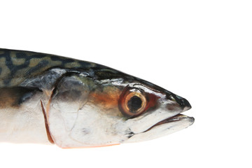 Mackerel fish head isolated on white