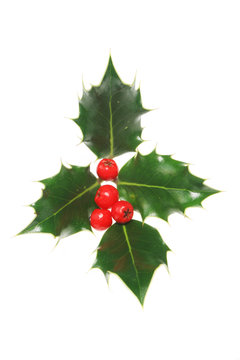 four holly leaves with four red berries