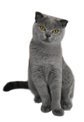 scottish fold cat on white background
