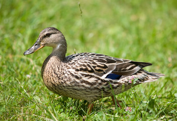 Duck on grass