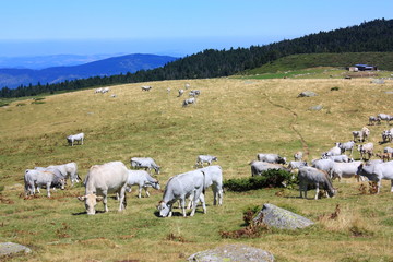 Fototapeta premium Vaches gasconnes,Haute vallée de l'Aude
