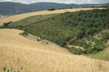 Champ de blé,Aveyron