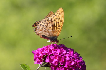 espèce menacée - papillon grand nacré