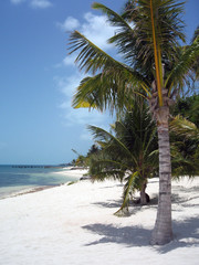 Palmtree and beach