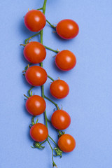 Cherry tomatoes isolated on blue background