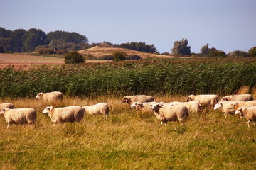 Obraz premium Schafherde in Idylle