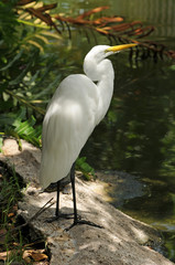 Great egret (ardea alba) common to Florida