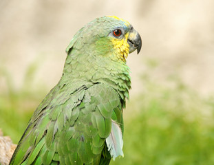 Closeup head shot of a green Amazon parrot