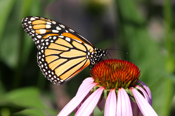 Obraz premium Monarch Butterfly (danaus plexippus)