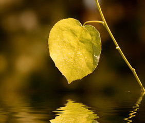 Obraz premium Outumn leaf reflected in water