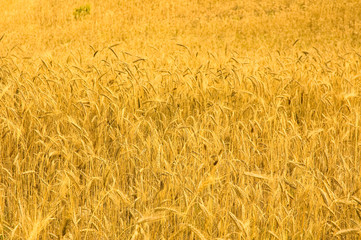 wheat field