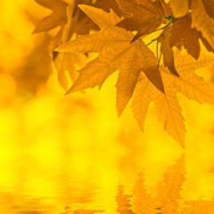 autumn leaves, reflecting in water, very shallow focus