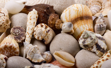 Shellfish and stones background close up shot