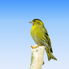 Fototapeta premium Bird on the birch. Russian nature, wilderness world.