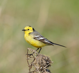 Yellow wagtail. Russian nature, wilderness world.