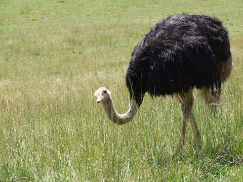 avestruz mirando