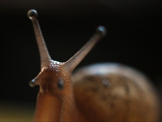 Snail