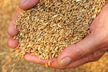 falling wheat grains in arms