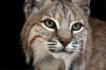 Bobcat