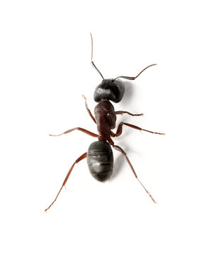 A Carpenter ant on white surface