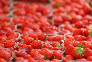 Barquettes de fraises