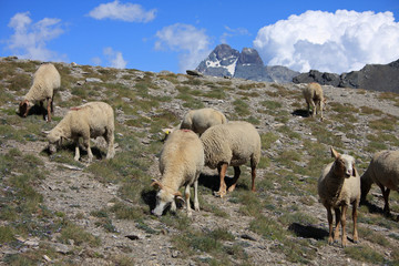 Fototapeta premium Troupeau de moutons