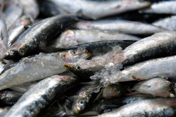 Sardines