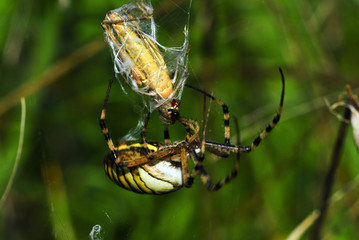 Zebra- oder Wespenspinne (Argiope bruennichi) bei der Arbeit