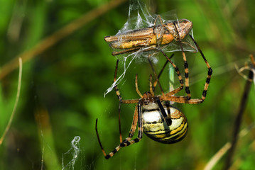 Zebra- oder Wespenspinne (Argiope bruennichi)