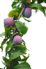 Plum tree branch with ripe fruits on white