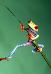 Red Eyed Tree Frog - 9224709