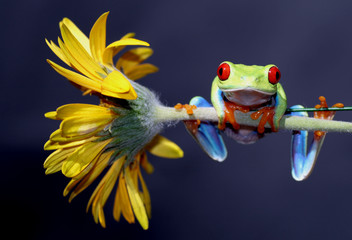Red Eyed Tree Frog - 9224713