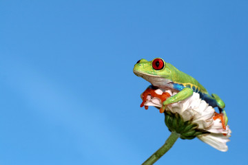 Naklejka premium Red Eyed Tree Frog