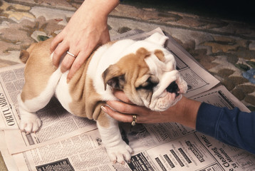 obeissance du bulldog anglais