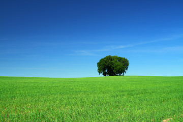 green grass field and a bunch of trees