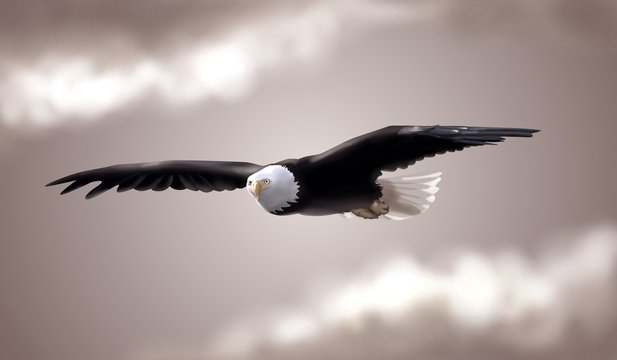 eagle in sky